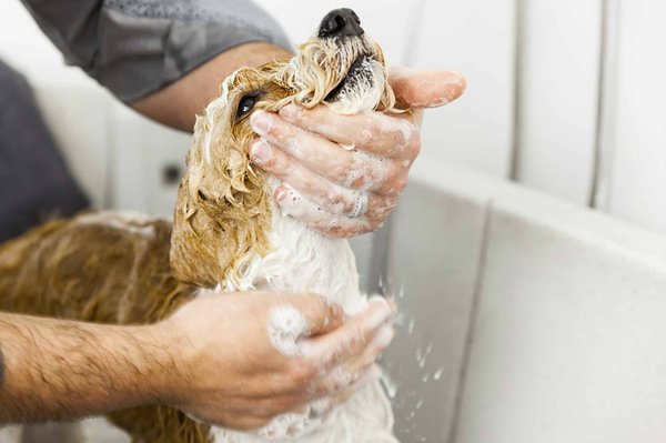 Assurance chien: souscrire pour sa sécurité
